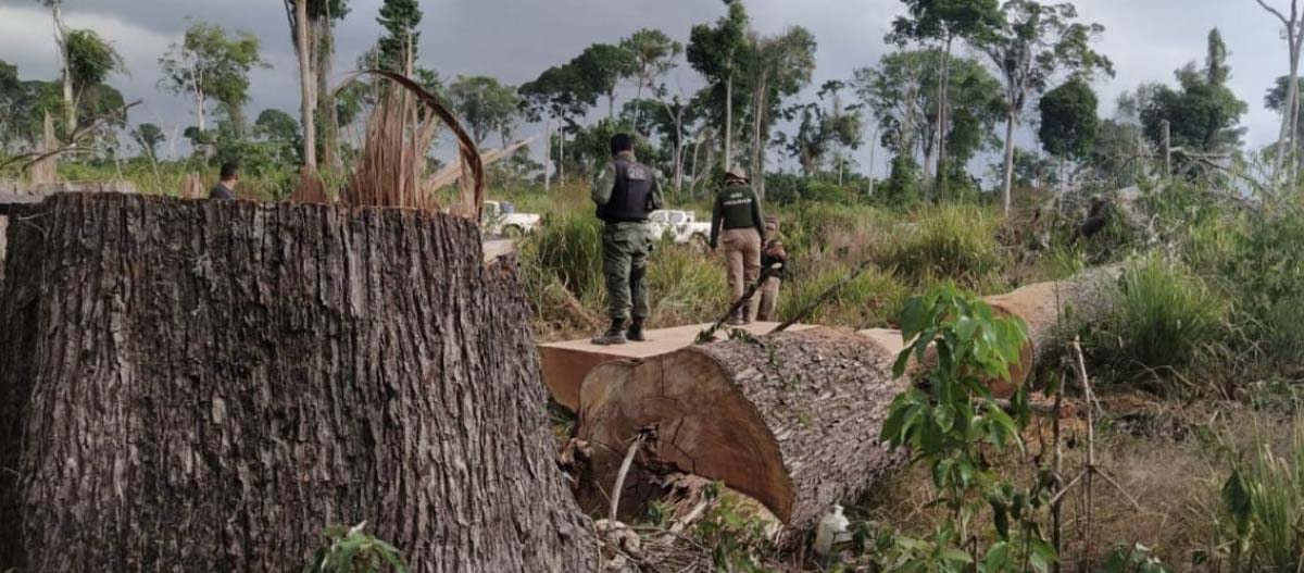 Amazon Rainforest: A Dying Breath Every Second