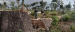 Amazon Rainforest: A Dying Breath Every Second