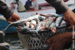 Fish Landed in the Mediterranean 