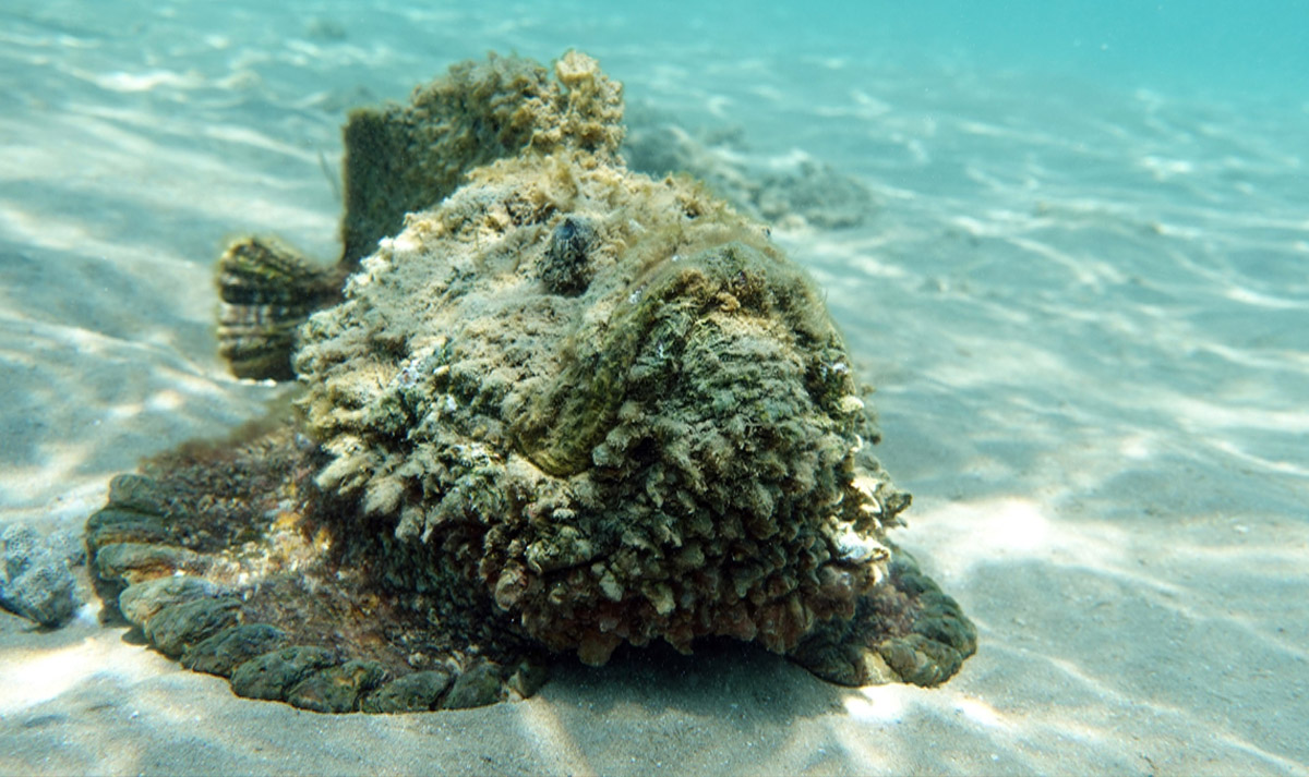 The Stonefish – Nature’s Most Venomous Fish