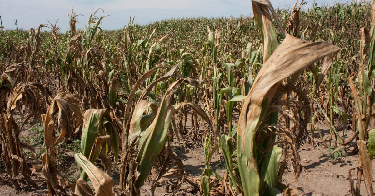 Fertilizer Chokepoint: How the Strait of Hormuz Could Trigger a Global Food Crisis